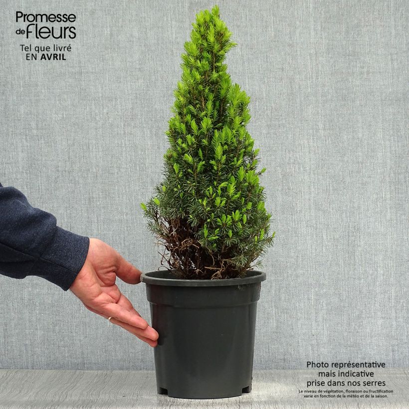 Exemplar von Picea glauca Laurin - Epinette blanche                              Pot de 3L/4L wie im Frühjahr geliefert
