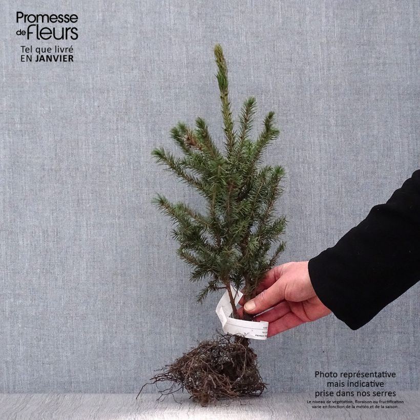 Exemplar von Picea omorika - Épicéa de Serbie Petites Racines nues wie im Winter geliefert