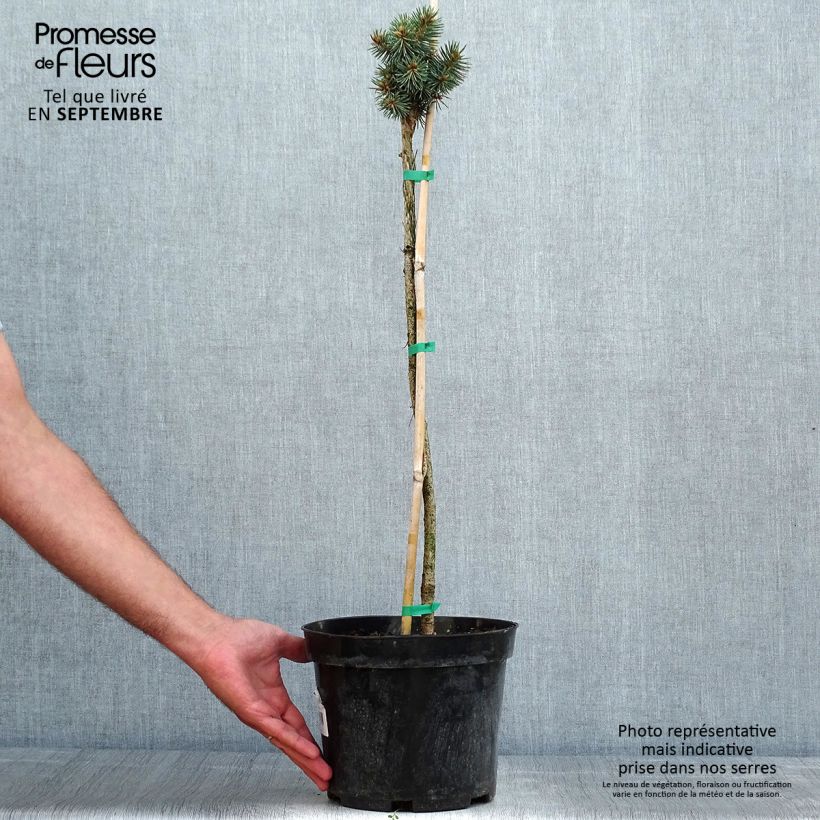 Exemplar von Picea pungens Brynek Topf mit 4L/5L wie im Sommer geliefert