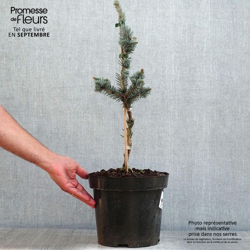 Exemplar von Picea pungens Iseli Foxtail Topf mit 3L/4L wie im Sommer geliefert