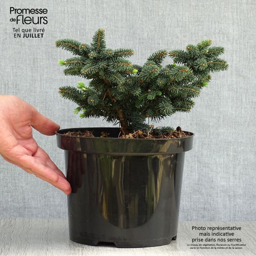 Exemplar von Picea pungens Sonia Topf mit 4L/5L wie im Sommer geliefert