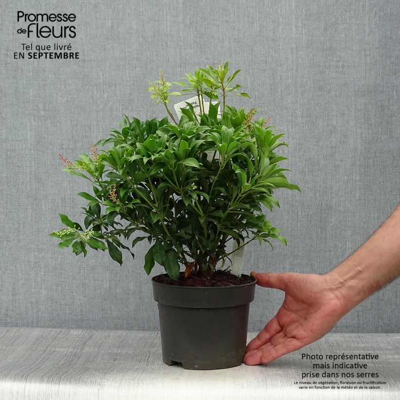 Exemplar von Schattenglöckchen Pink passion - Pieris japonica Topf mit 2L/3L wie im Herbst geliefert