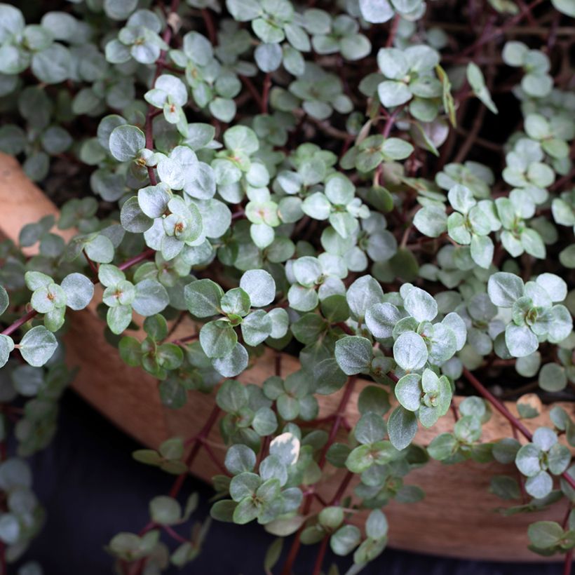 Pilea glaucophylla Greyzy - Kanonierblume (Laub)