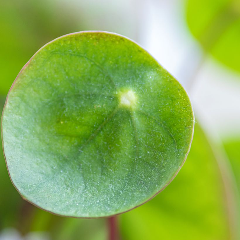 Ufo-pflanze - Pilea peperomioides (Laub)