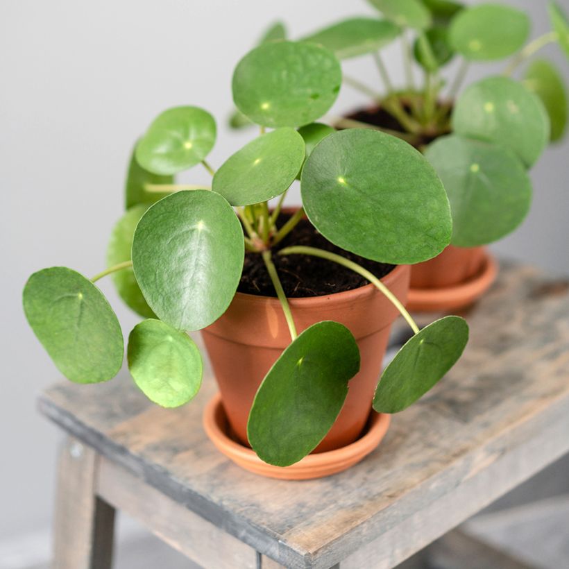 Ufo-pflanze - Pilea peperomioides (Hafen)