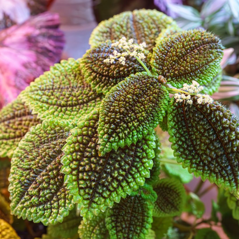 Pilea Moon Valley - Ufopflanze (Laub)