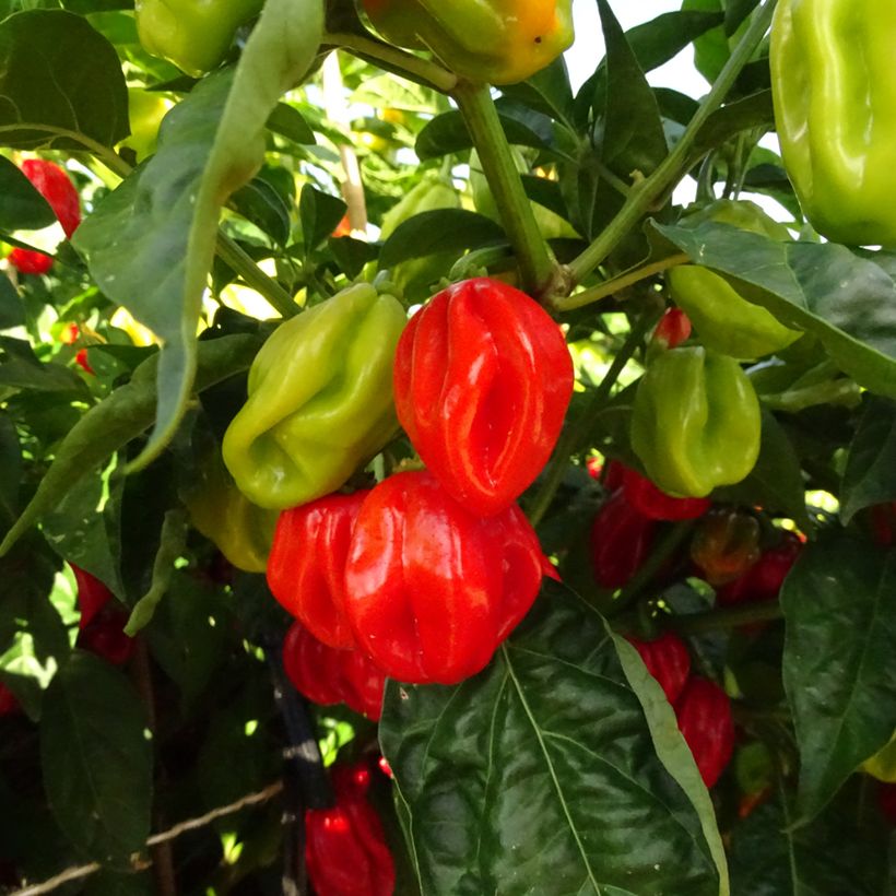 Westindischer Pfeffer Habanero (Ernte)