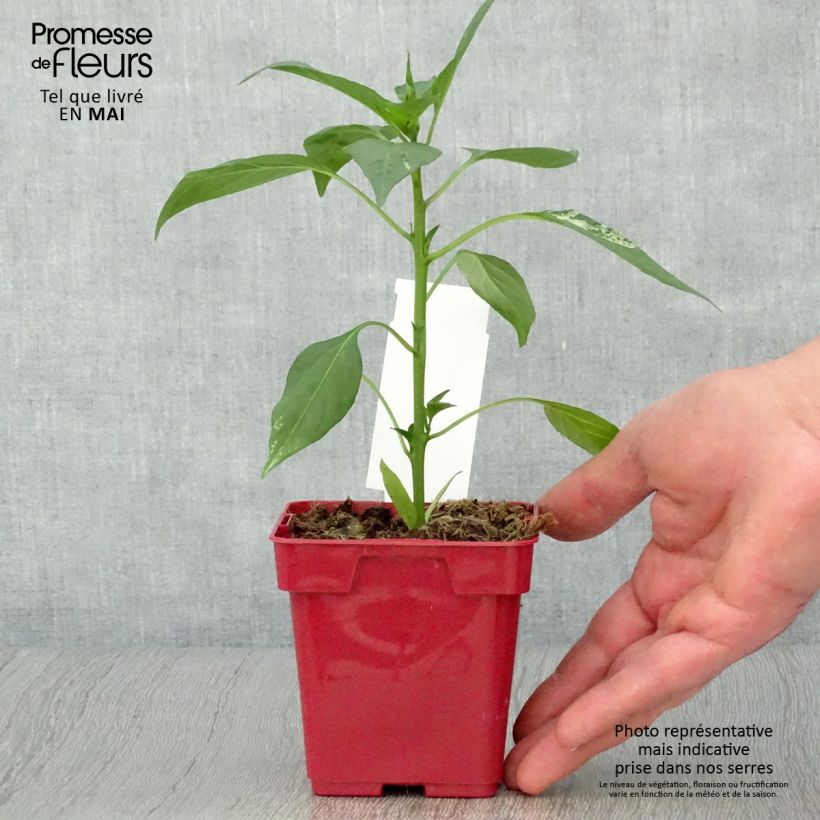 Exemplar von Chili Impala Topf 10 cm/11cm wie im Frühjahr geliefert