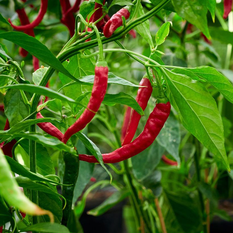 Chili-Pfeffer très long des Landes (Ernte)