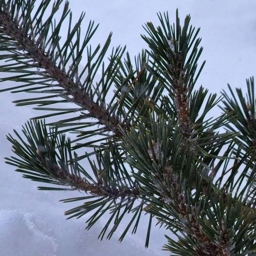 Pinus thunbergii Kotobuki - Japanische Schwarz-Kiefer (Laub)