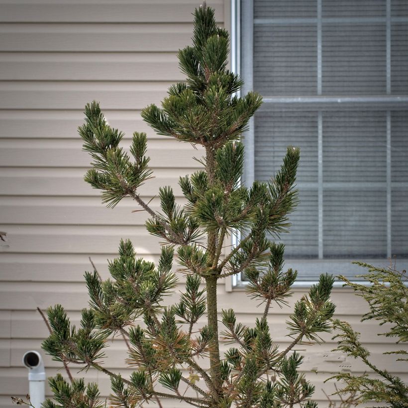 Pinus thunbergii Kotobuki - Japanische Schwarz-Kiefer (Hafen)