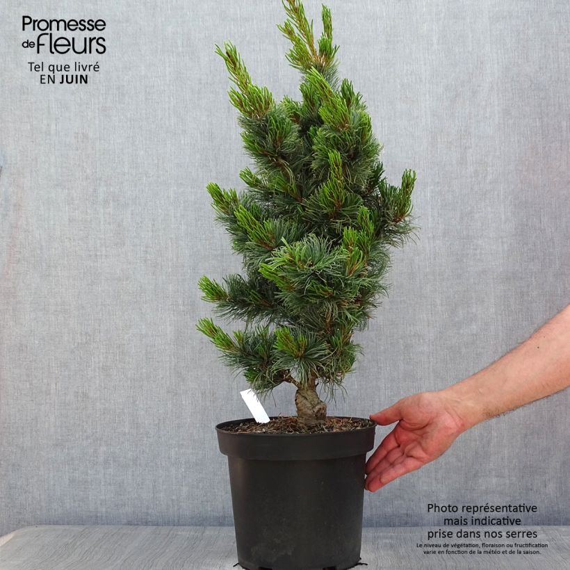 Exemplar von Pinus parviflora Bergman - Mädchen-Kiefer Topf mit 7,5L/10LGelieferte Höhe ca. 40/50cm wie im Frühjahr geliefert