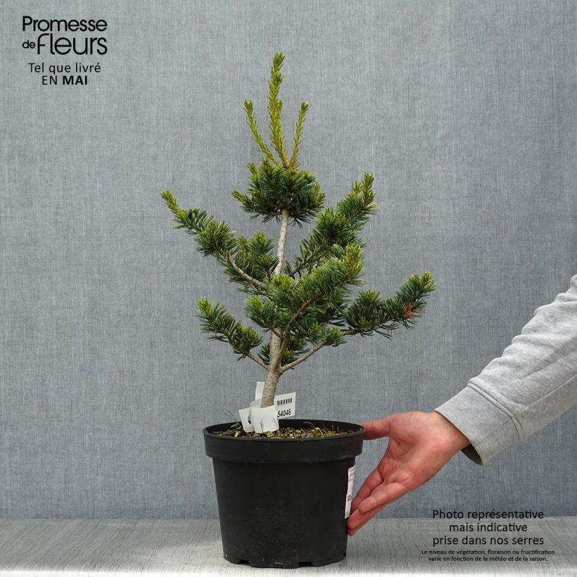Exemplar von Pinus parviflora Fukai - Mädchen-Kiefer Topf mit 4L/5LGelieferte Höhe ca. 30/40cm wie im Frühjahr geliefert