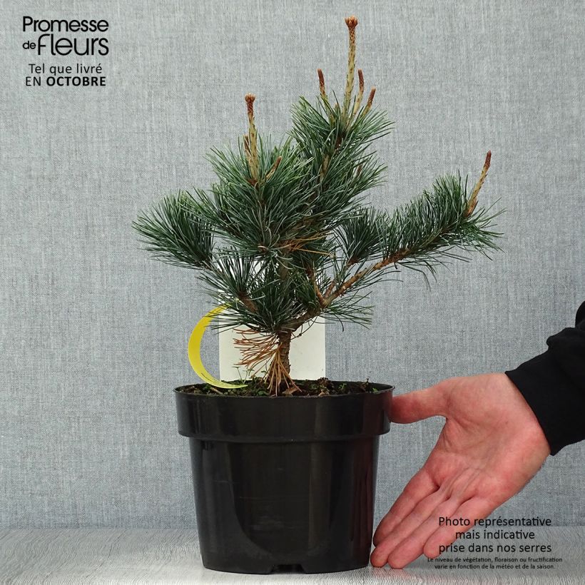 Exemplar von Pinus parviflora Negishi - Mädchen-Kiefer Topf mit 2L/3L wie im Herbst geliefert