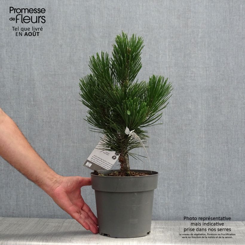 Exemplar von Pinus heldreichii Little Dracula - Schlangenhaut-Kiefer Topf mit 4L/5L wie im Sommer geliefert