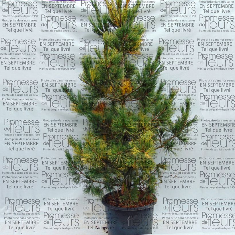 Beispiel eines Exemplars von Pinus peuce Aureovariegata - Rumelische Kiefer Topf mit 18L/20L wie geliefert