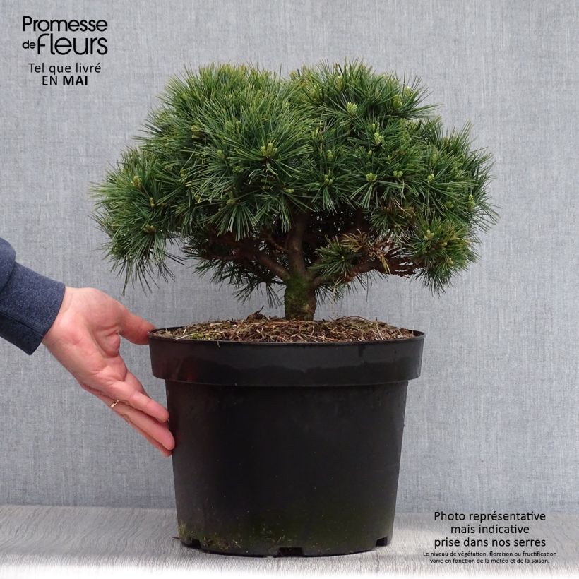 Exemplar von Pinus strobus Minuta - Weymouths-Kiefer Topf mit 7,5L/10L wie im Frühjahr geliefert