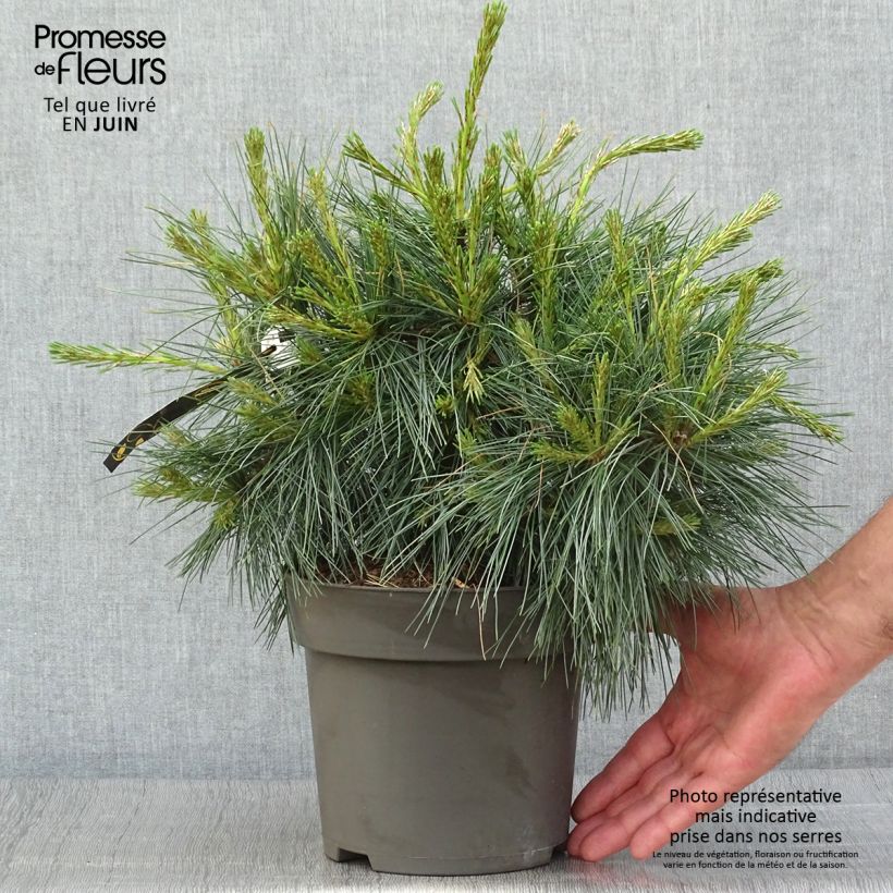 Exemplar von Pinus strobus Niagara Falls - Weymouths-Kiefer Topf mit 3L/4L wie im Sommer geliefert