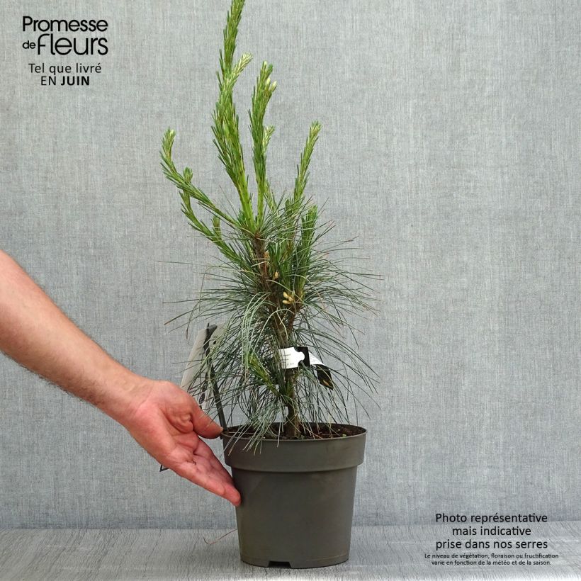 Exemplar von Pinus wallichiana Densa Hill - Himalaya-Kiefer Topf mit 3L/4L wie im Sommer geliefert