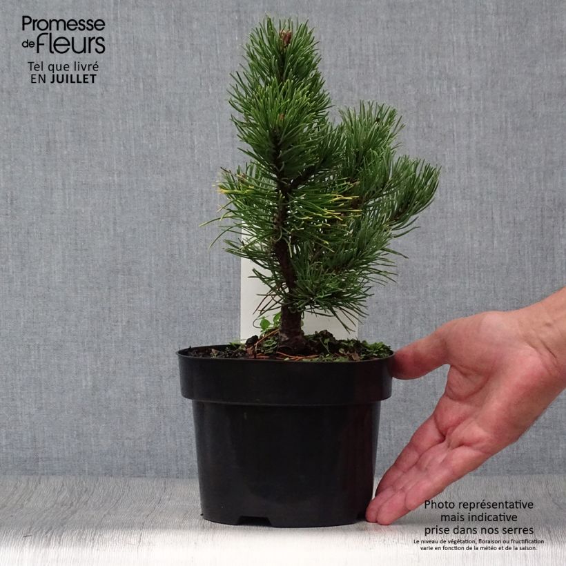 Exemplar von Pinus mugo Carstens Wintergold - Bergkiefer Topf mit 2L/3L wie im Sommer geliefert