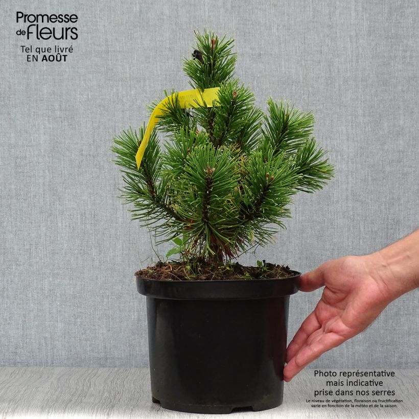 Exemplar von Pinus mugo Carstens Wintergold - Bergkiefer Topf mit 4L/5L wie im Sommer geliefert