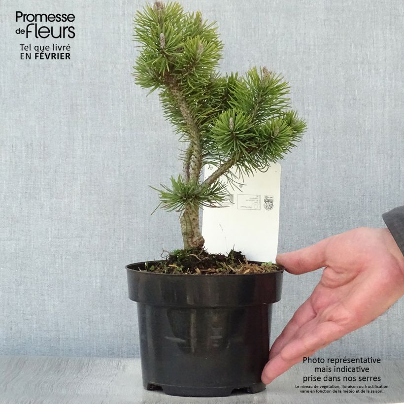 Exemplar von Pinus mugo Mops Gold - Bergkiefer Topf mit 2L/3L wie im Winter geliefert