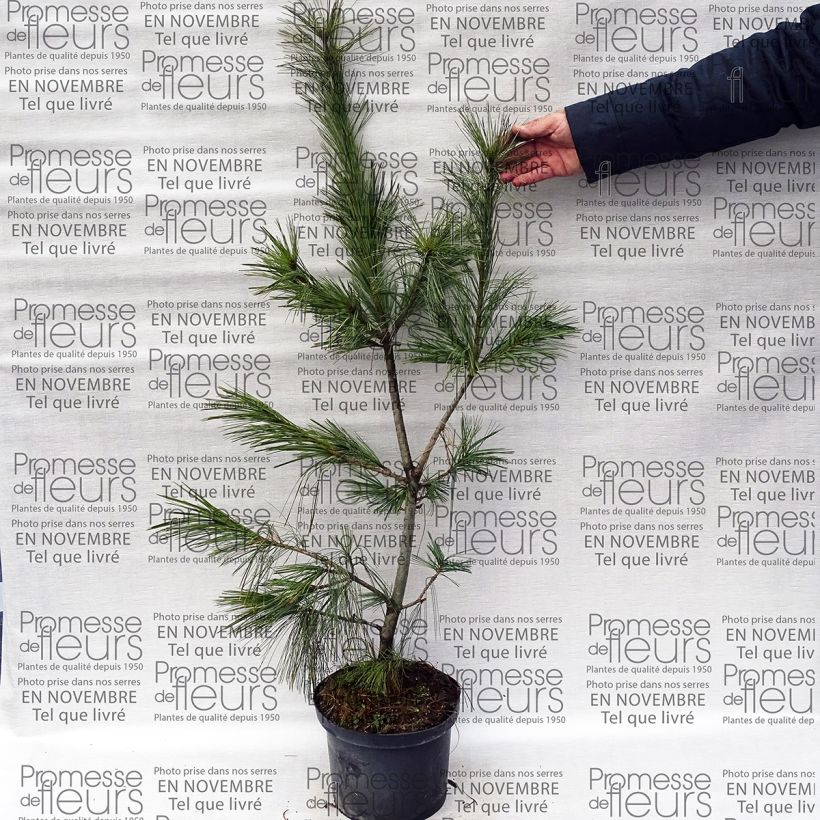 Beispiel eines Exemplars von Pinus schwerinii - Zapfenkiefer Topf mit 7,5L/10L wie geliefert
