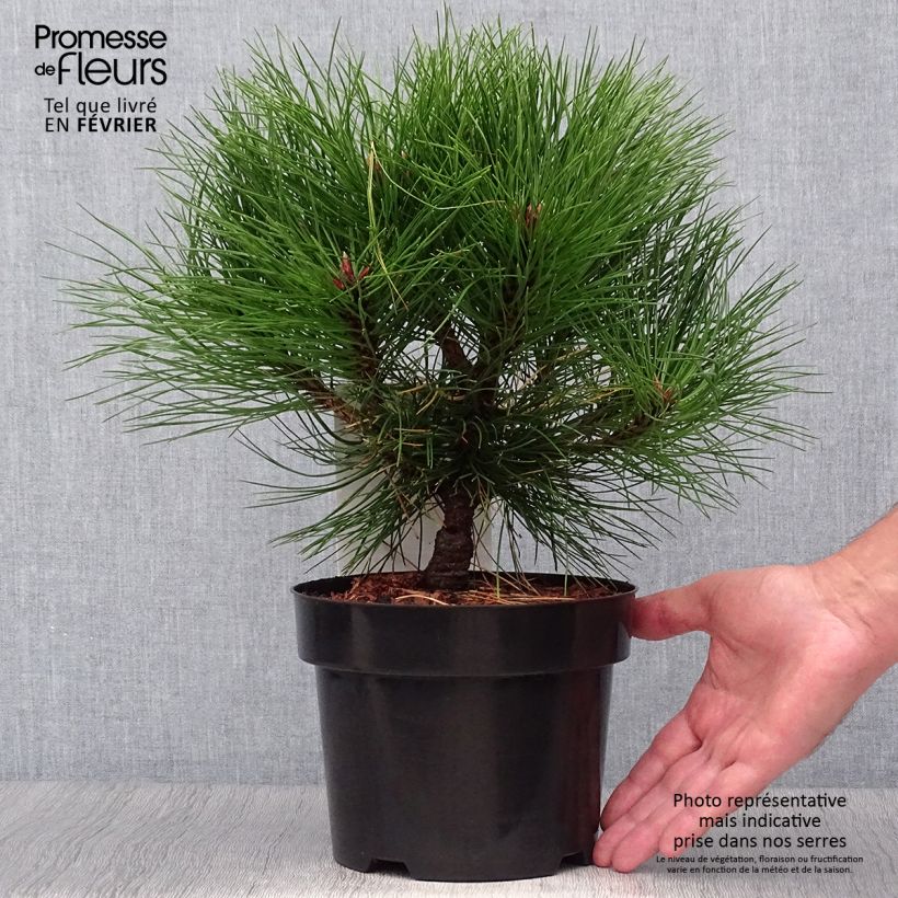 Exemplar von Pinus nigra Marie Brégeon - Schwarzkiefer Topf mit 2L/3L wie im Herbst geliefert