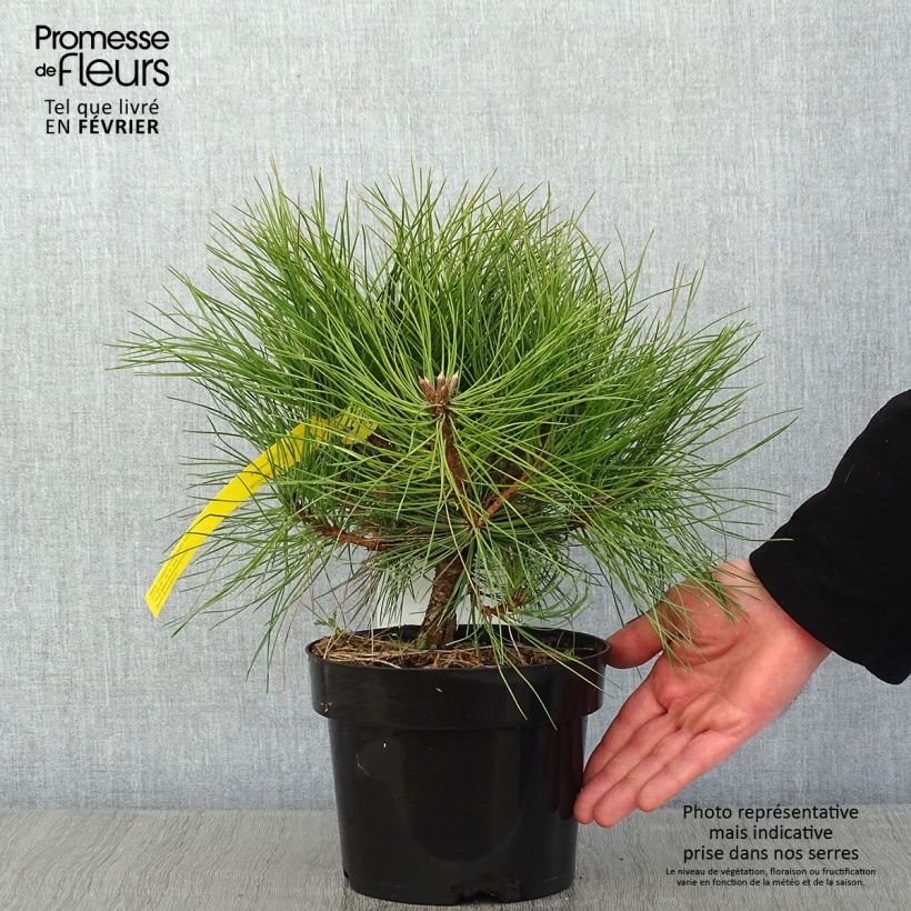 Exemplar von Pinus nigra Marie Brégeon - Schwarzkiefer Topf mit 2L/3LGelieferte Höhe ca. 20/25cm wie im Winter geliefert