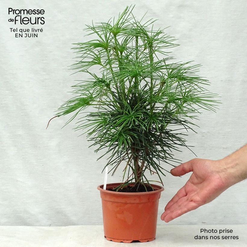 Exemplar von Sciadopitys verticillata - Japanische Schirmtanne Topf mit 2L/3L wie im Sommer geliefert