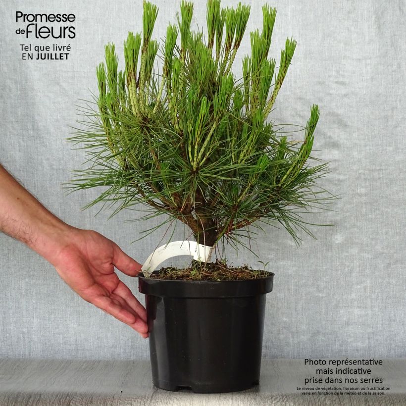 Exemplar von Pinus densiflora Alice Verkade - Japanische Kiefer Topf mit 4L/5L wie im Sommer geliefert