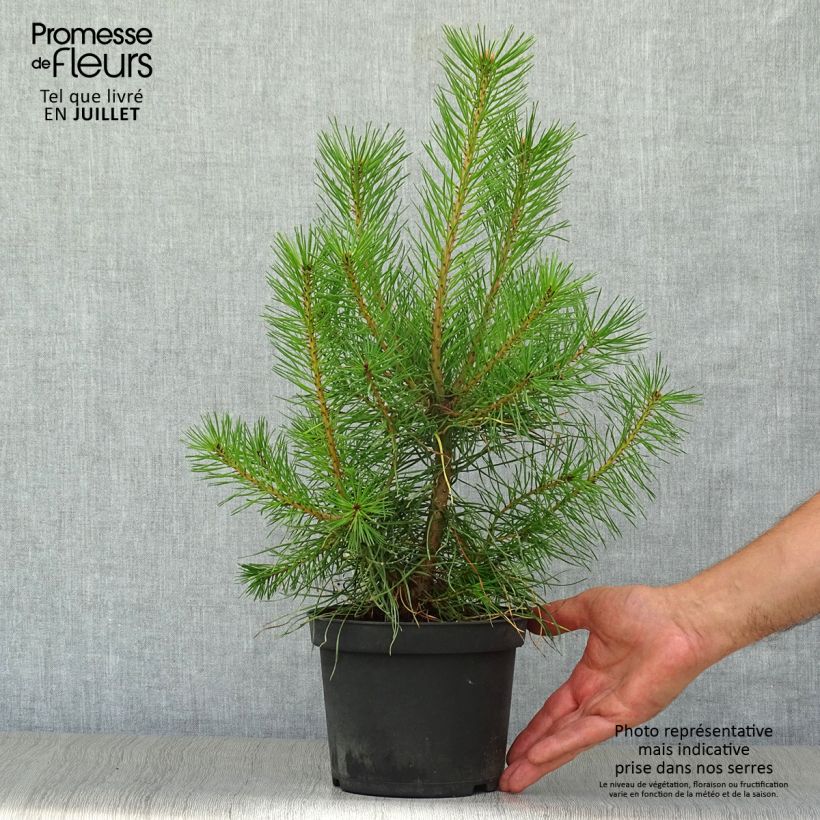 Exemplar von Pinus sylvestris - Wald-Kiefer Topf mit 2L/3L wie im Sommer geliefert