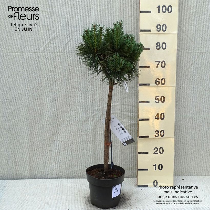 Exemplar von Pinus sylvestris Chantry Blue - Wald-Kiefer Stück wie im Sommer geliefert