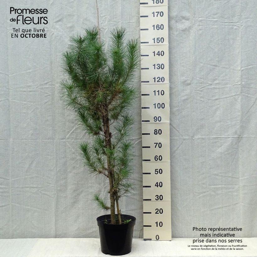Exemplar von Pinus insignis - Monterey-Kiefer Topf mit 7,5L/10L wie im Herbst geliefert