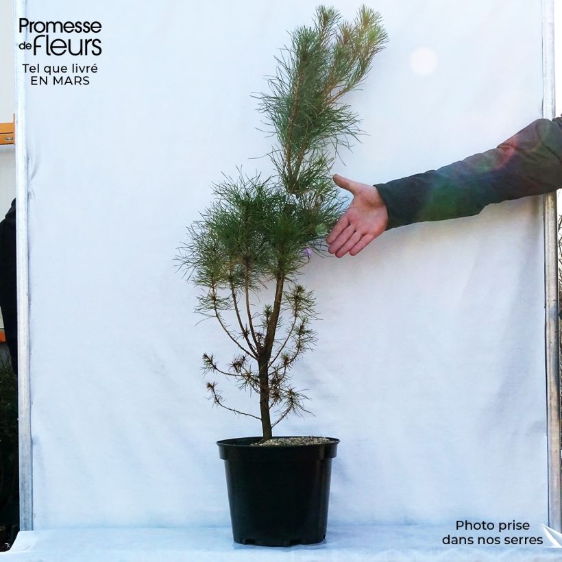 Exemplar von Pinus insignis - Monterey-Kiefer Topf mit 7,5L/10L wie im Frühjahr geliefert