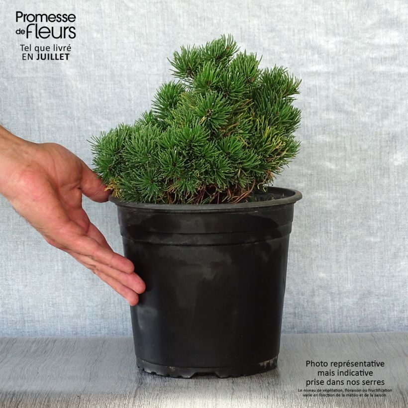 Exemplar von Pinus mugo Picobello - Bergkiefer Topf mit 4L/5L wie im Sommer geliefert