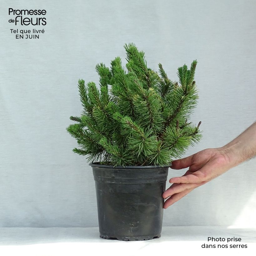 Exemplar von Pinus mugo Winter Gold - Bergkiefer Topf mit 4L/5L wie im Sommer geliefert