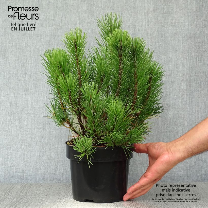Exemplar von Pinus mugo var.pumilio - Niedrige Krüppelkiefer Topf mit 2L/3L wie im Sommer geliefert