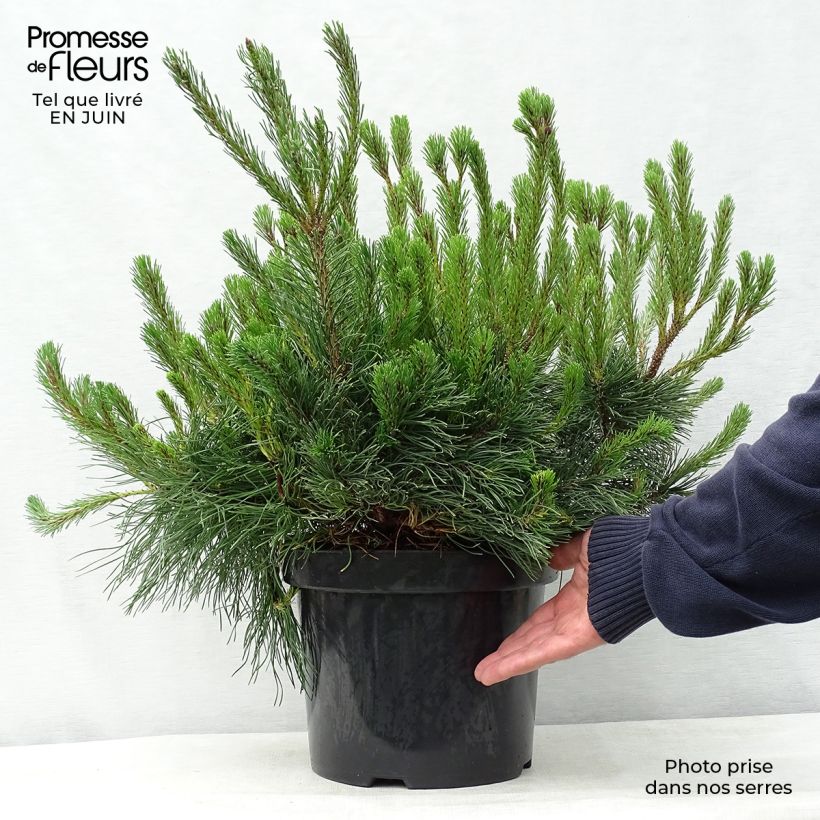 Exemplar von Pinus mugo var.pumilio - Niedrige Krüppelkiefer Topf mit 7,5L/10L wie im Sommer geliefert