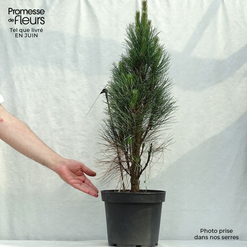 Exemplar von Pinus nigra Green Tower - Schwarzkiefer Topf mit 7,5L/10L wie im Sommer geliefert