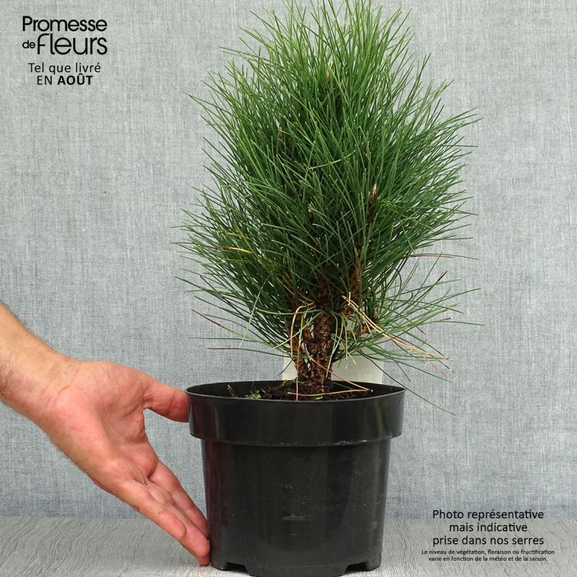 Exemplar von Pinus nigra Green Tower - Schwarzkiefer Topf mit 2L/3L wie im Sommer geliefert