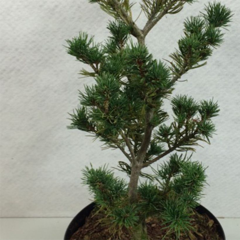 Pinus parviflora Adcock's Pyramid - Mädchen-Kiefer (Laub)