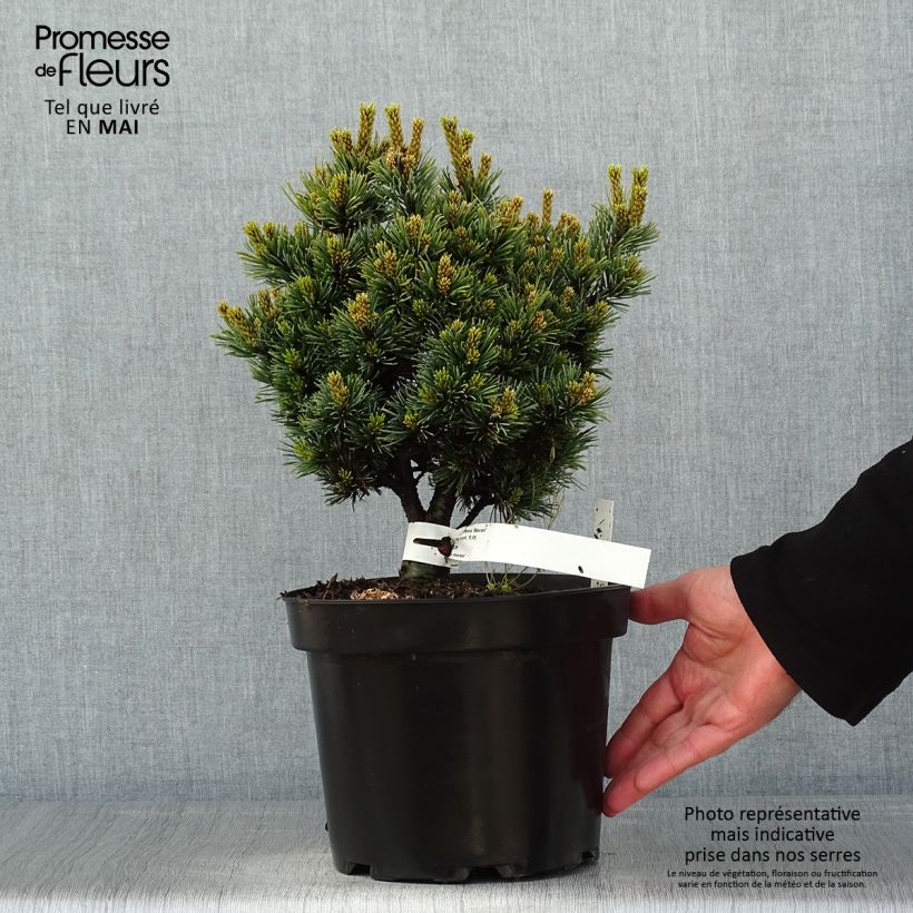 Exemplar von Pinus parviflora Beran - Mädchen-Kiefer Topf mit 4L/5LGelieferte Höhe ca. 20/25cm wie im Frühjahr geliefert