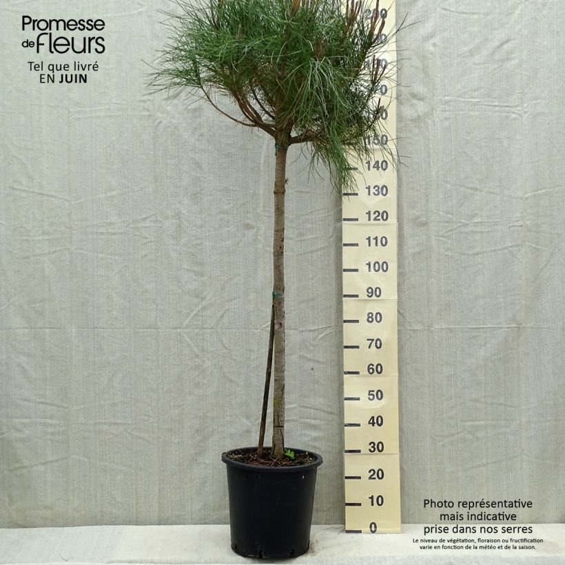 Exemplar von Pinus pinea - Pinie Topf mit 30L/35L wie im Sommer geliefert