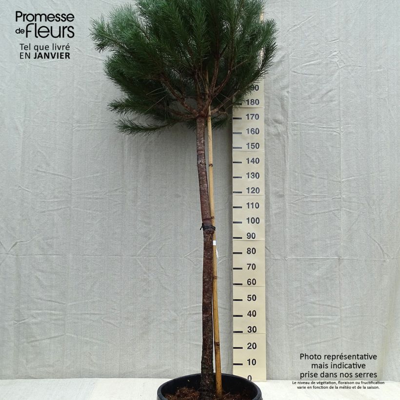 Exemplar von Pinus pinea - Pinie Topf mit 50L/55L wie im Winter geliefert