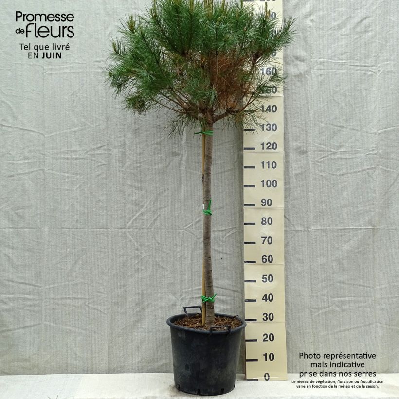 Exemplar von Pinus pinea - Pinie Topf mit 50L/55L wie im Frühjahr geliefert