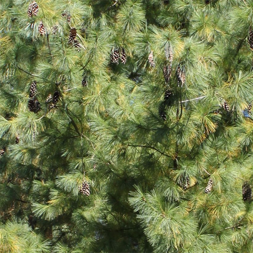Pinus schwerinii - Zapfenkiefer (Laub)