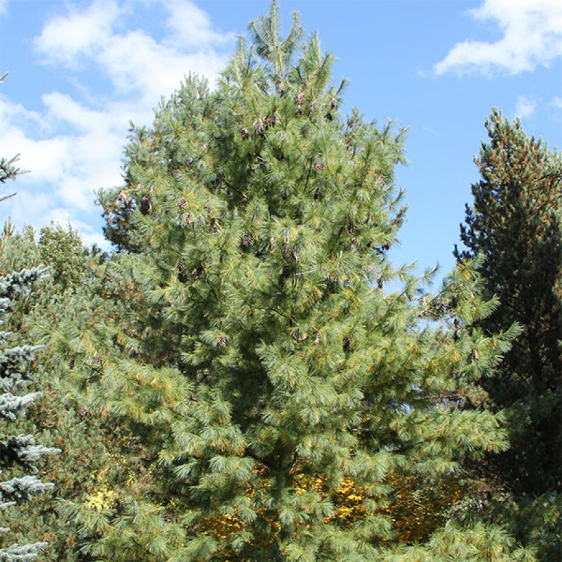 Pinus schwerinii - Zapfenkiefer (Hafen)
