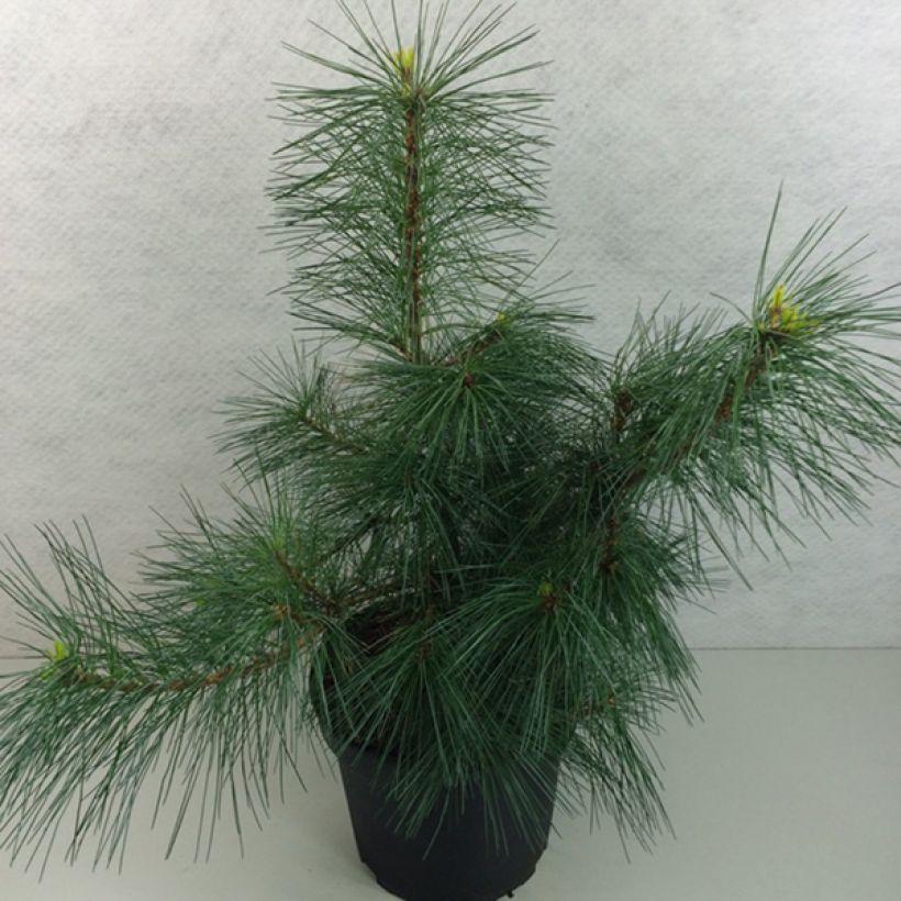 Pinus strobus Wendy - Weymouths-Kiefer (Hafen)