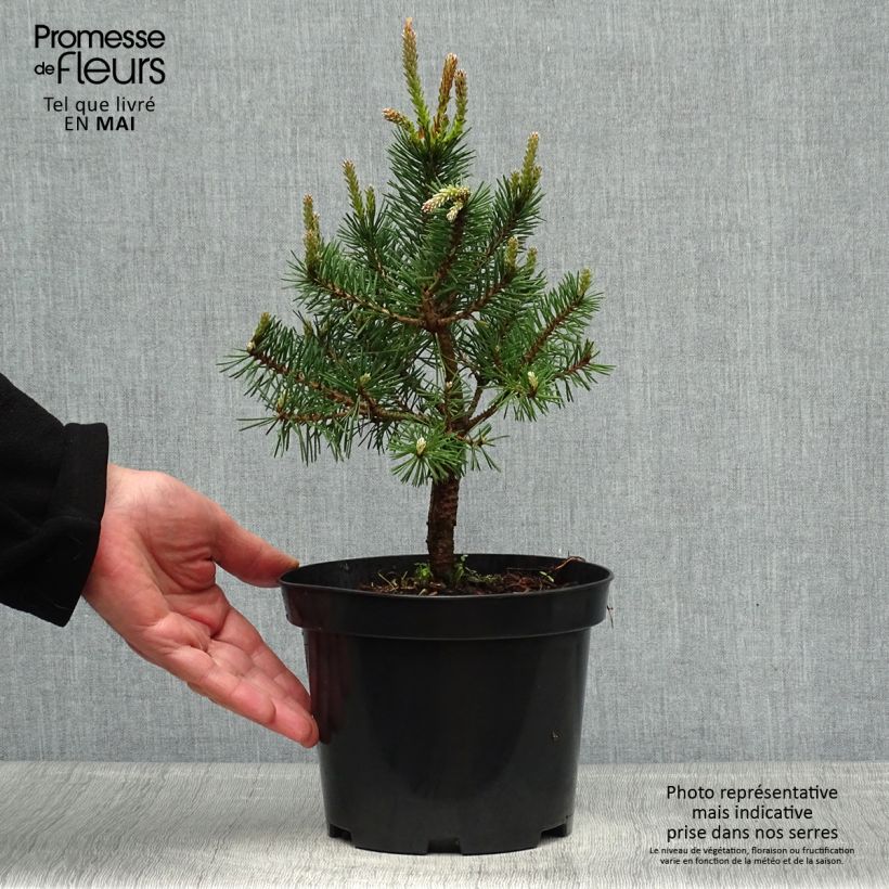 Exemplar von Pinus sylvestris Sandringham - Wald-Kiefer Topf mit 2L/3L wie im Frühjahr geliefert